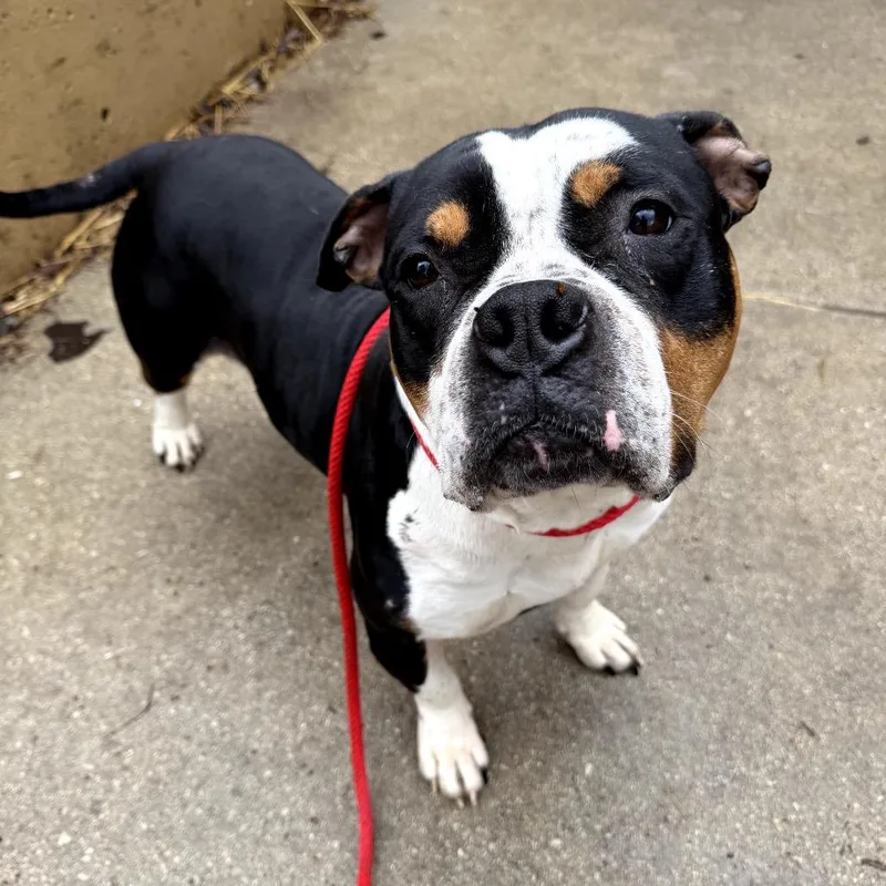 A baby large-sized male Black Pit Bull Terrier dog named Nurse Donnie for adoption in Northbrook, IL