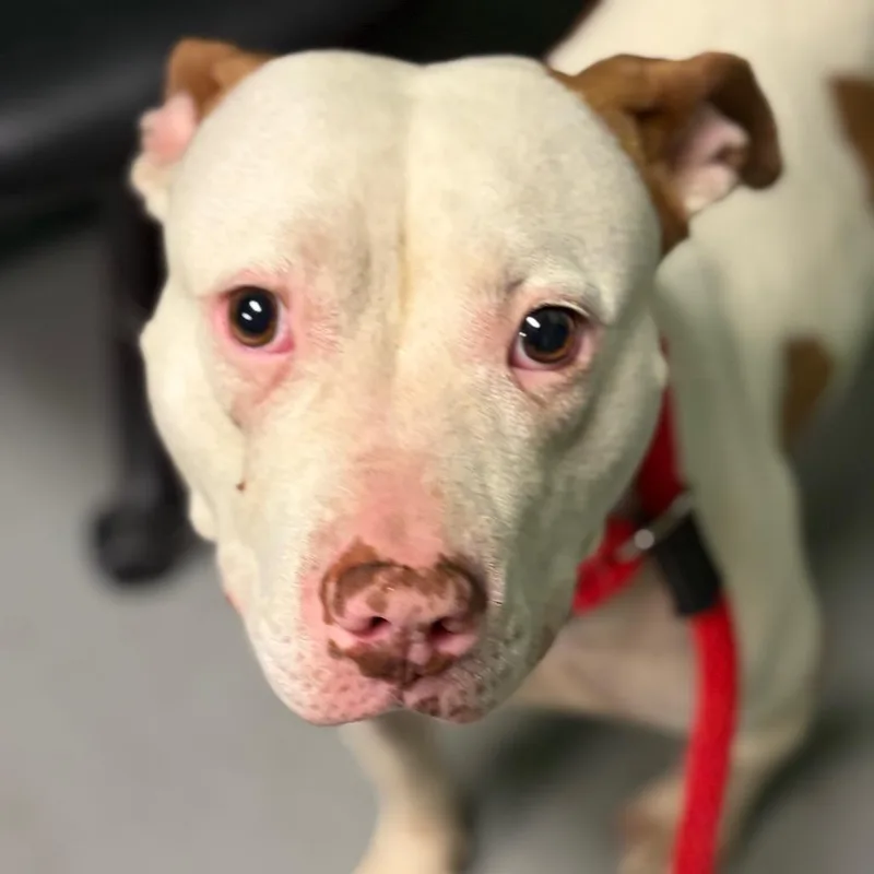 An adult medium-sized female White / Cream Mixed Breed dog named Diamond for adoption in Philadelphia, PA