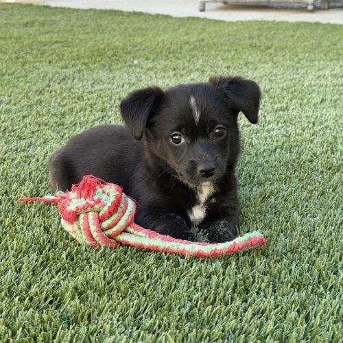 A baby small-sized female Black Chihuahua dog named Pixie for adoption in Henderson, NV