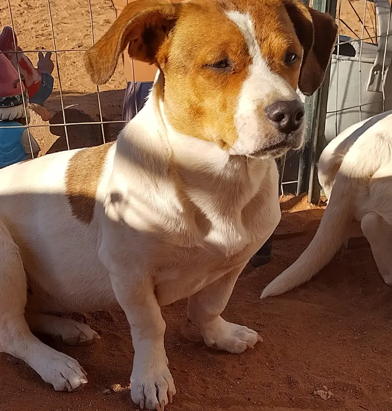 A young small-sized male Chiweenie dog named Patches for adoption in El Paso, TX