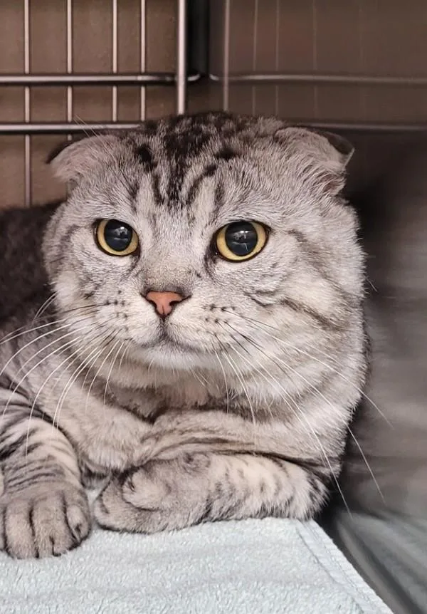 An adult medium-sized male Scottish Fold cat named Muireadhach for adoption in Vancouver, WA