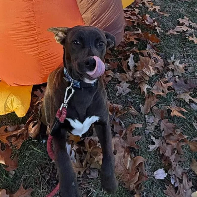 A young medium-sized male Brown / Chocolate Chocolate Labrador Retriever dog named Mason for adoption in Springfield, MO