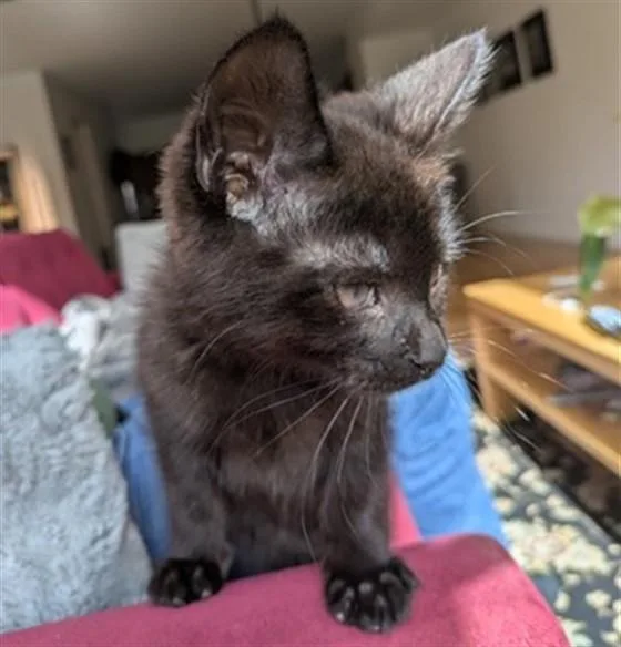 A baby small-sized male Domestic Short Hair cat named Boo Bear for adoption in Denver, CO
