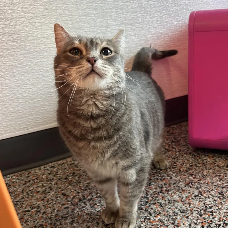 An adult large-sized male Gray / Blue / Silver Domestic Short Hair cat named Preston for adoption in Salt Lake City, UT