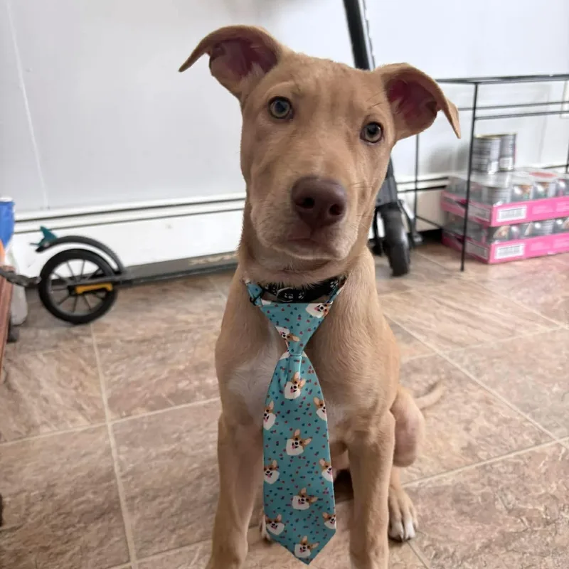 A baby medium-sized male White / Cream Mixed Breed dog named Ringo for adoption in Yaphank, NY