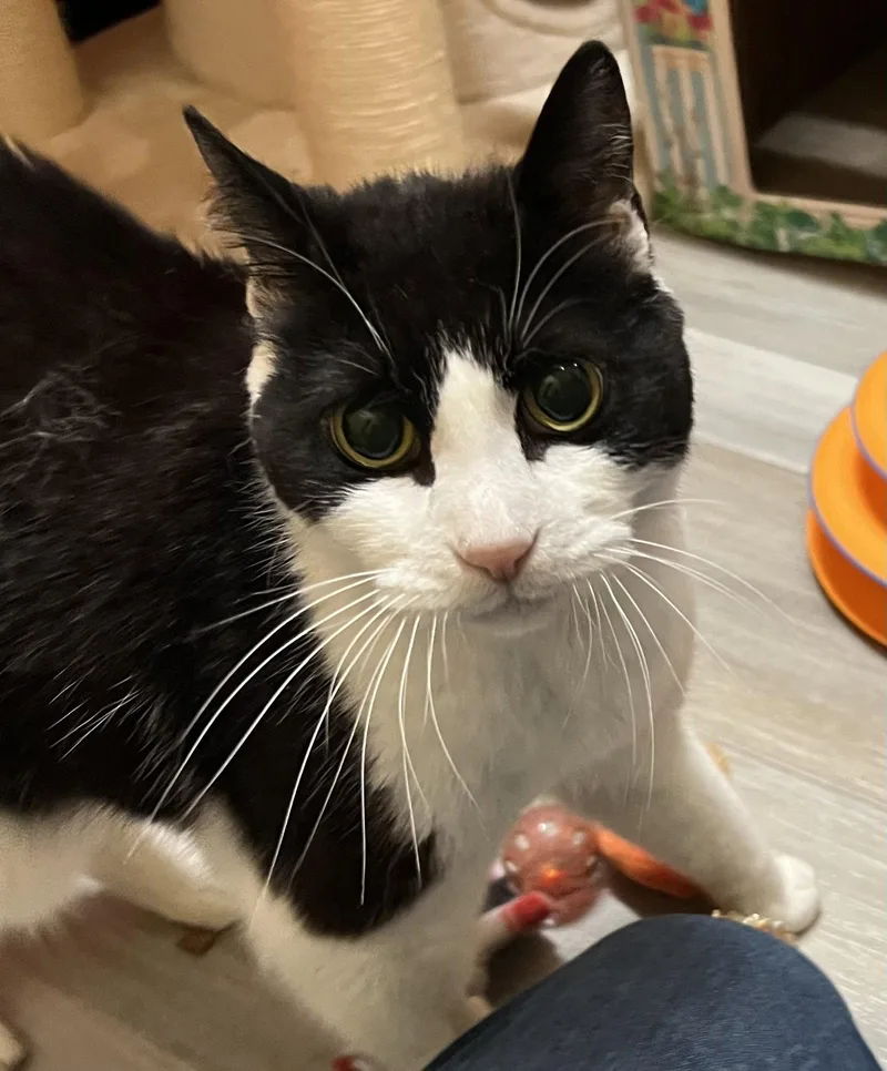 A senior medium-sized female Black & White / Tuxedo Domestic Short Hair cat named Dee Dee for adoption in Blasdell, NY