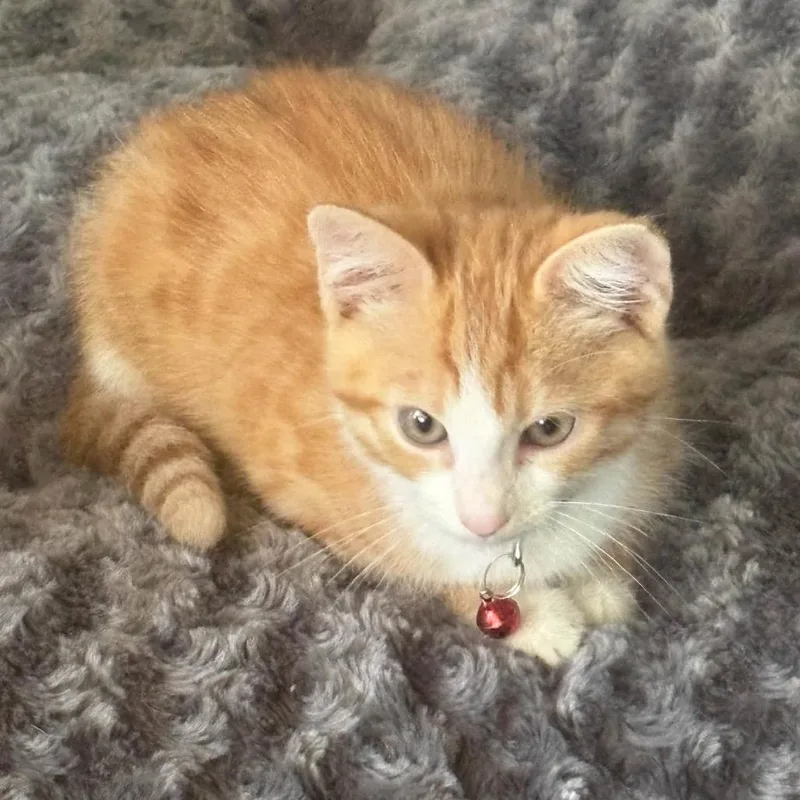 A baby small-sized male Orange / Red Domestic Short Hair cat named Pumpkin Spice for adoption in Lutz, FL