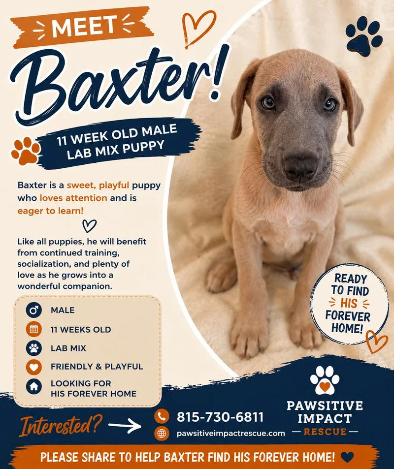 Baxter thumbnail 2