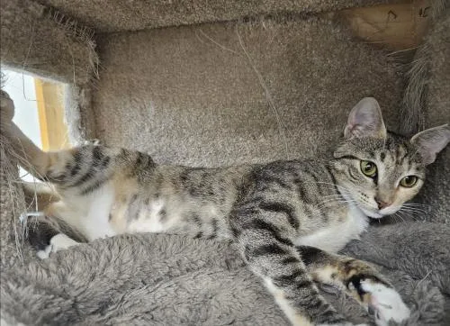 A young medium-sized female Domestic Short Hair cat named Coconut for adoption in Webster, MA