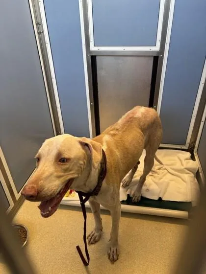 An adult large-sized male Rhodesian Ridgeback dog named Noa for adoption in Honolulu, HI