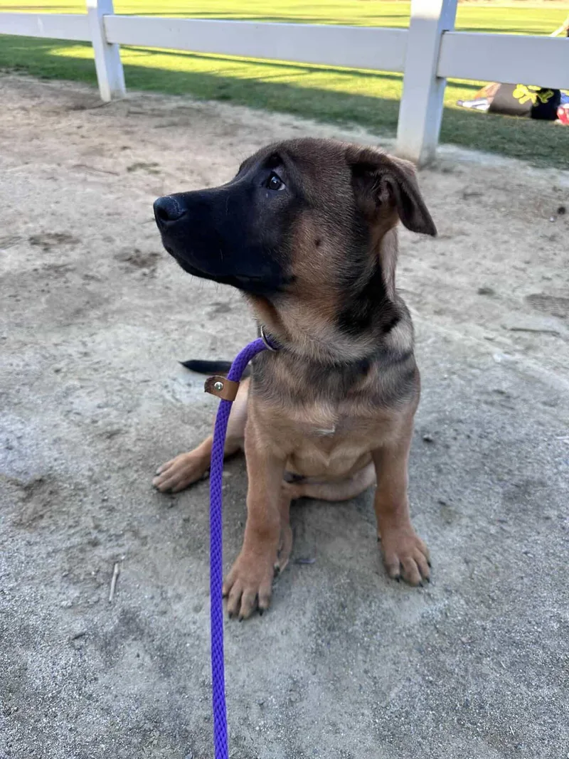 A baby medium-sized male German Shepherd Dog dog named Chase for adoption in Fullerton, CA