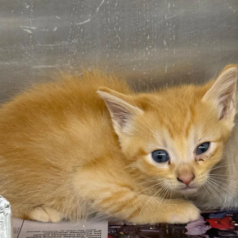 A baby small-sized male Orange / Red Domestic Medium Hair cat named Carlton for adoption in Pauls Valley, OK