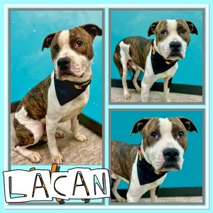 Lacan thumbnail 3
