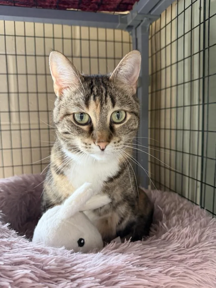An adult small-sized female Gray & White Domestic Short Hair cat named French Fry for adoption in Kalamazoo, MI