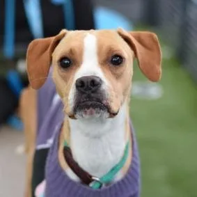 An adult medium-sized female Yellow / Tan / Blond / Fawn Mixed Breed dog named Diva for adoption in New York, NY