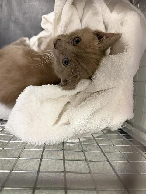 A baby small-sized female Domestic Short Hair cat named Sweetie for adoption in Ontario, CA