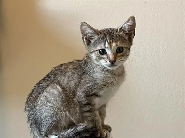 Cinnamon