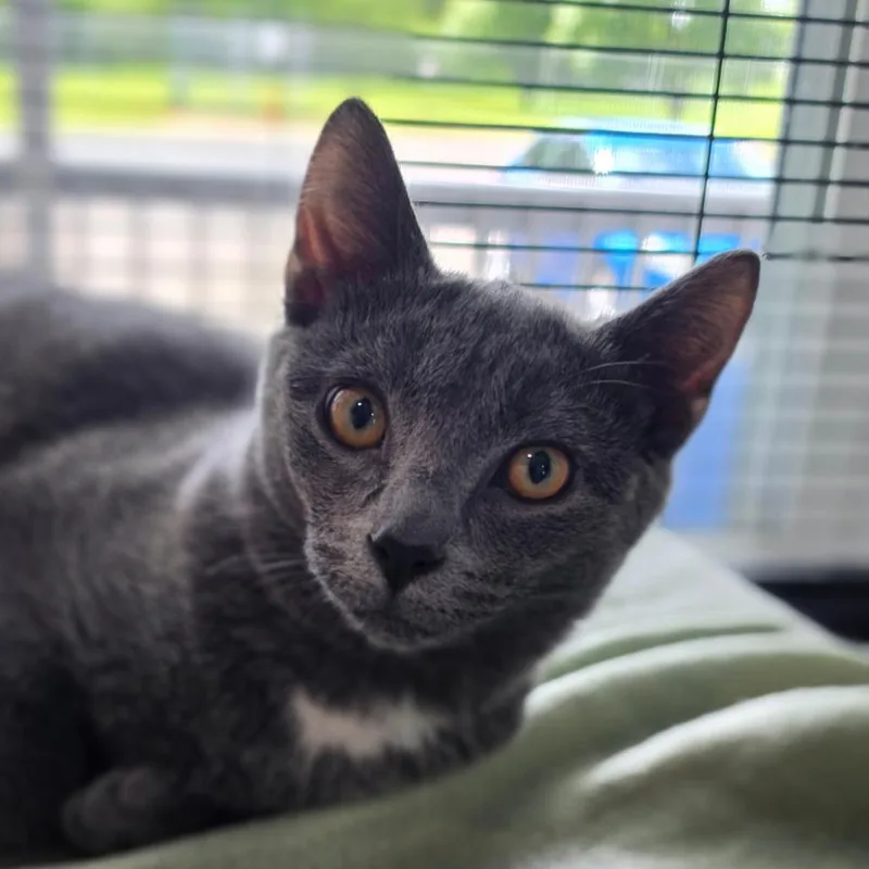 A baby medium-sized female Gray / Blue / Silver Domestic Short Hair cat named Lola for adoption in Muncie, IN
