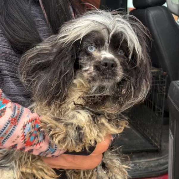 An adult small-sized female Gray / Blue / Silver Cocker Spaniel dog named Wuffles for adoption in Normal, IL