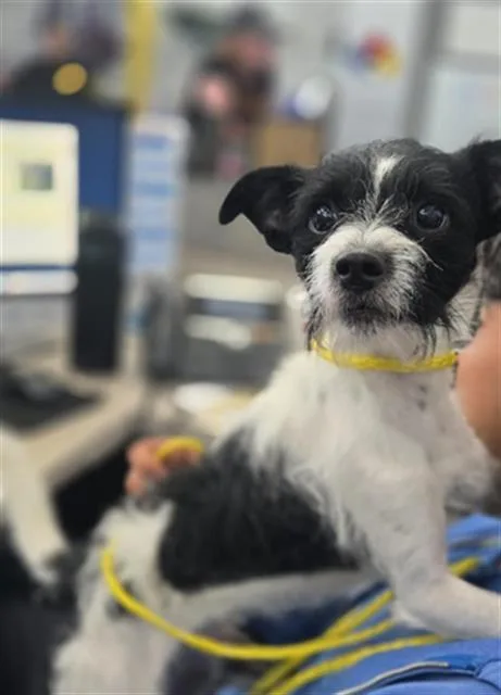 A young small-sized male Mixed Breed dog named Jack for adoption in Dallas, TX