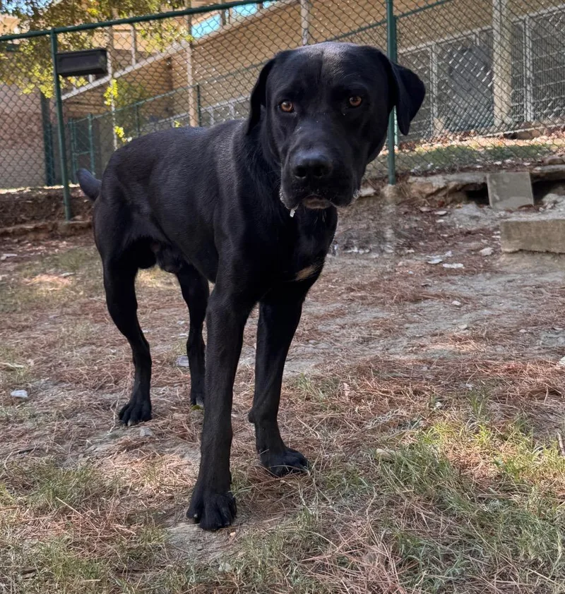 An adult medium-sized male Labrador Retriever dog named Emperor for adoption in Little Rock, AR