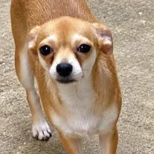 A baby small-sized female Pomeranian dog named Minnie for adoption in Cedarburg, WI