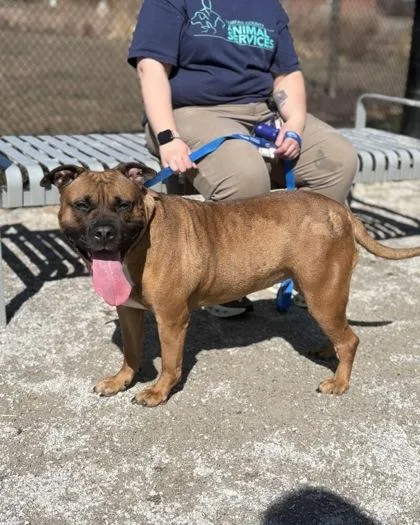 An adult large-sized female Mixed Breed dog named Tasha for adoption in Fairfax, VA
