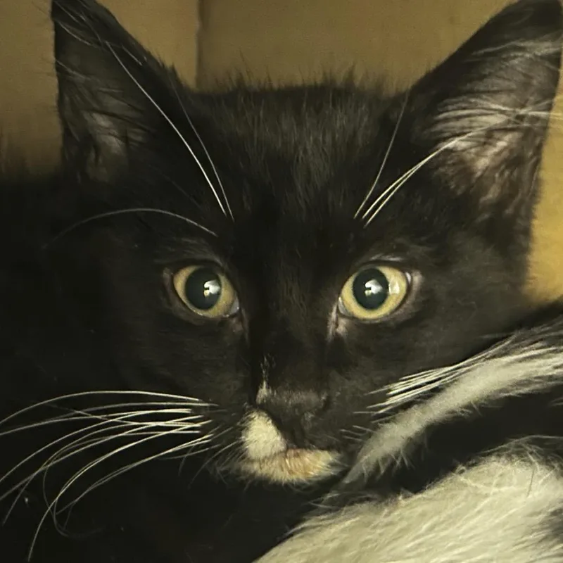 A baby small-sized male Domestic Short Hair cat named Twix for adoption in Chicago, IL