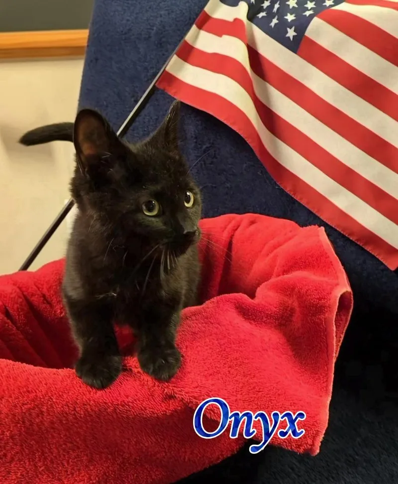 A baby small-sized male Domestic Short Hair cat named Onyx for adoption in Port Clinton, OH