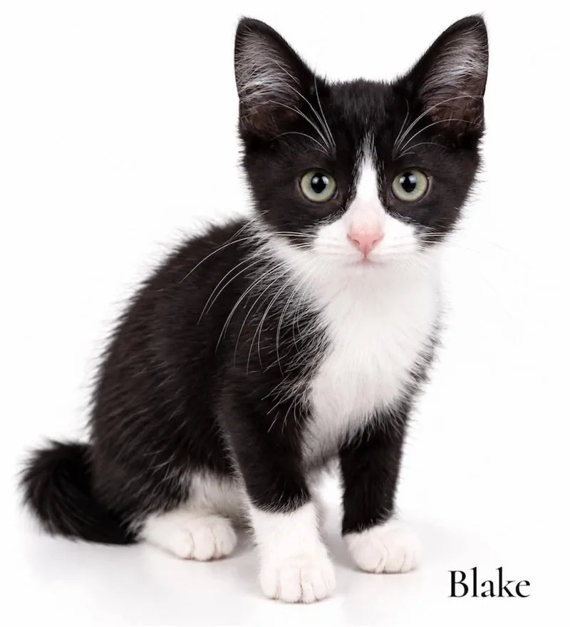 A baby medium-sized male Black & White / Tuxedo Domestic Short Hair cat named Blake for adoption in Stevensville, MI