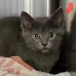 An adult extra large-sized male Gray / Blue / Silver Domestic Short Hair cat named Mouse for adoption in Lansing, MI