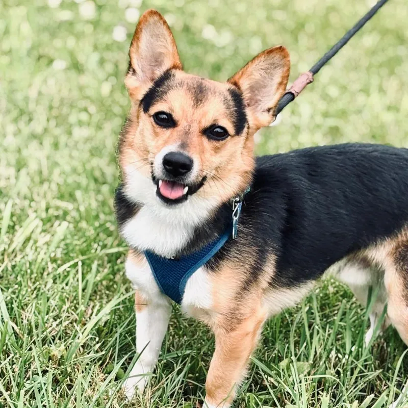 A young medium-sized male Cardigan Welsh Corgi dog named Beluga for adoption in State College, PA