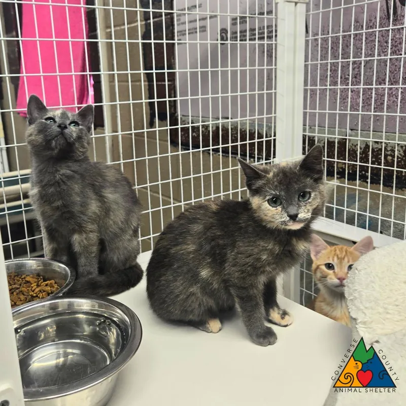 A baby medium-sized female Tortoiseshell Domestic Short Hair cat named Palkia for adoption in Douglas, WY