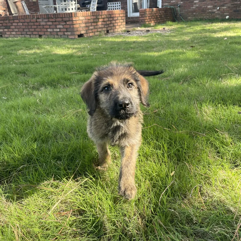 A young medium-sized female Brown / Chocolate Goldendoodle dog named Giselle for adoption in Cordova, TN