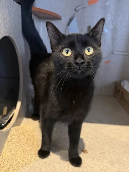 A young small-sized female Domestic Short Hair cat named Drew Hairymore for adoption in Washington, DC