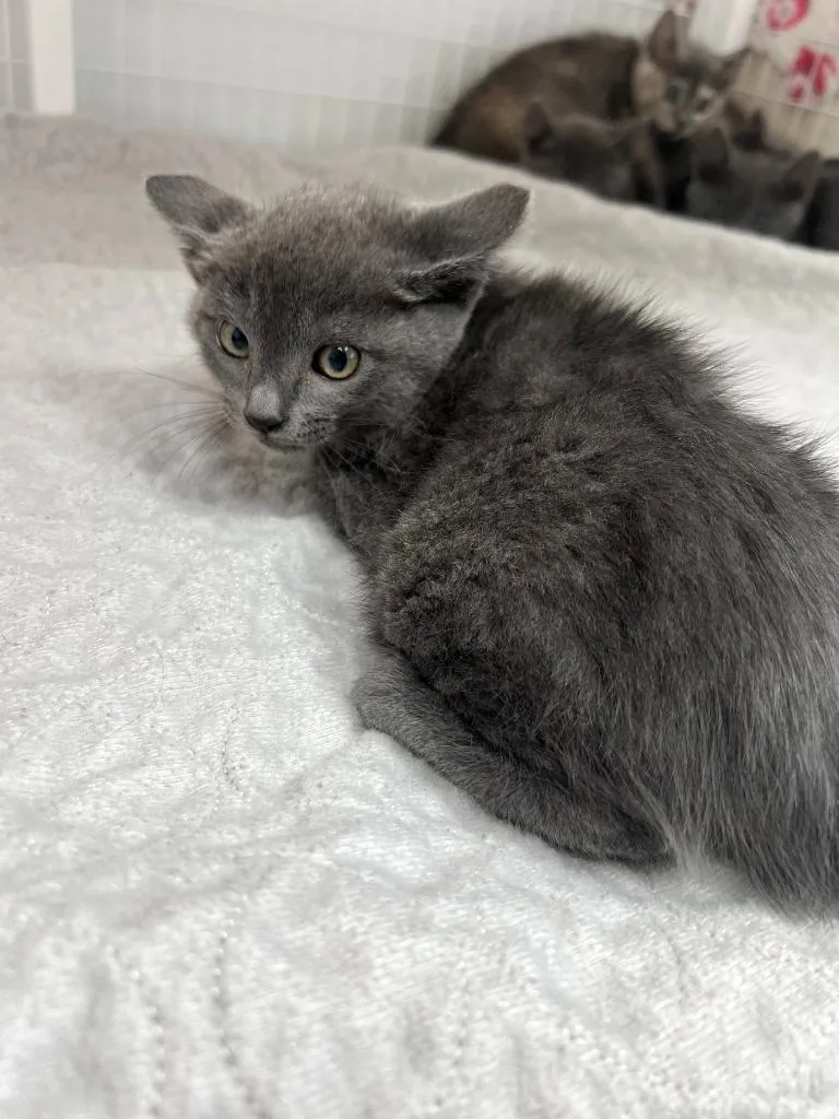 A baby small-sized male Domestic Short Hair cat named Leroy for adoption in Brookings, OR