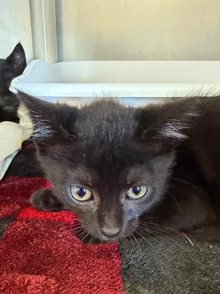A baby medium-sized male Domestic Short Hair cat named Thing for adoption in Pomona, NY
