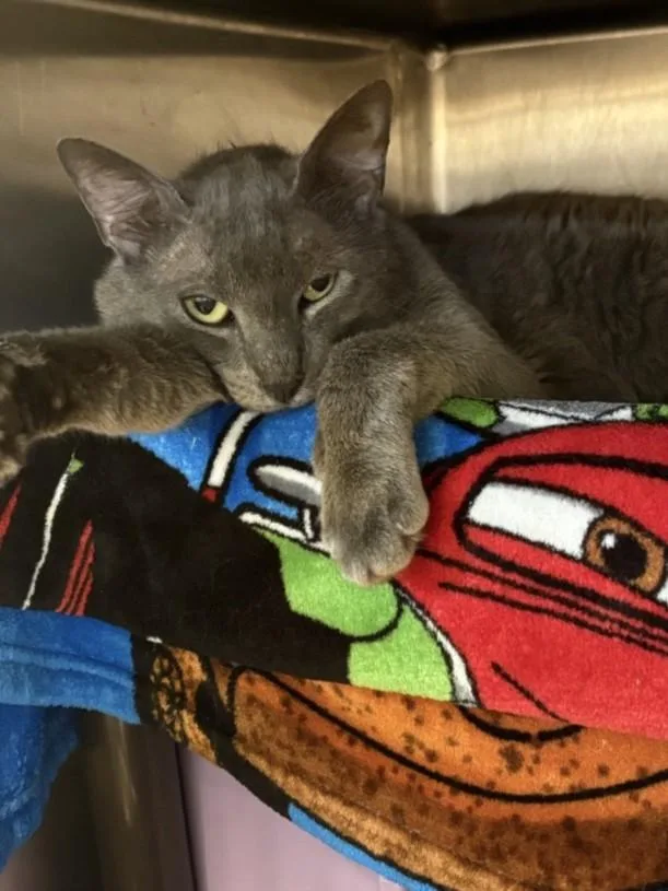 An adult large-sized male Domestic Short Hair cat named Grundle for adoption in Houston, TX