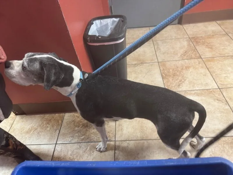 A senior large-sized male White / Cream Boxer dog named Gunner for adoption in Cincinnati, OH