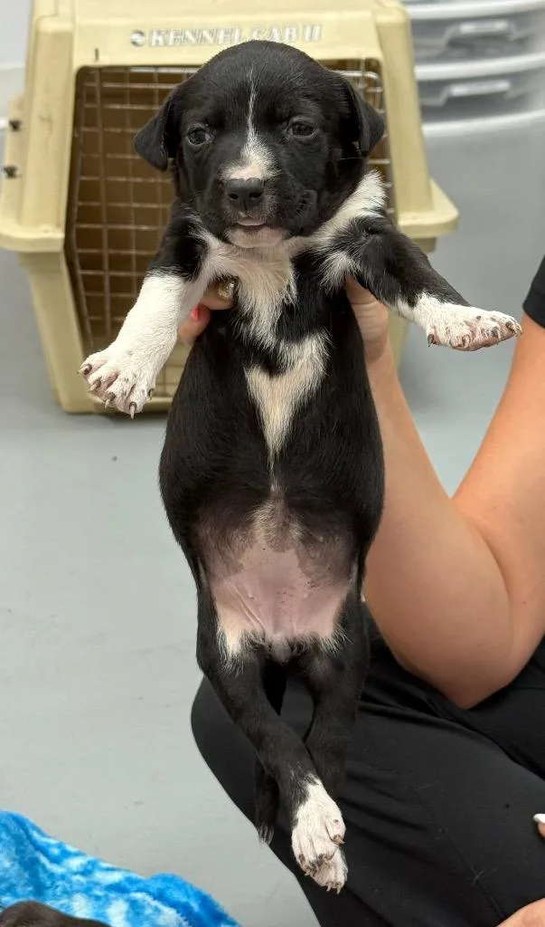 A baby medium-sized female Terrier dog named Maureen for adoption in Hartsville, SC