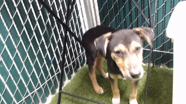 A baby medium-sized female Siberian Husky dog named Starburst for adoption in Downey, CA