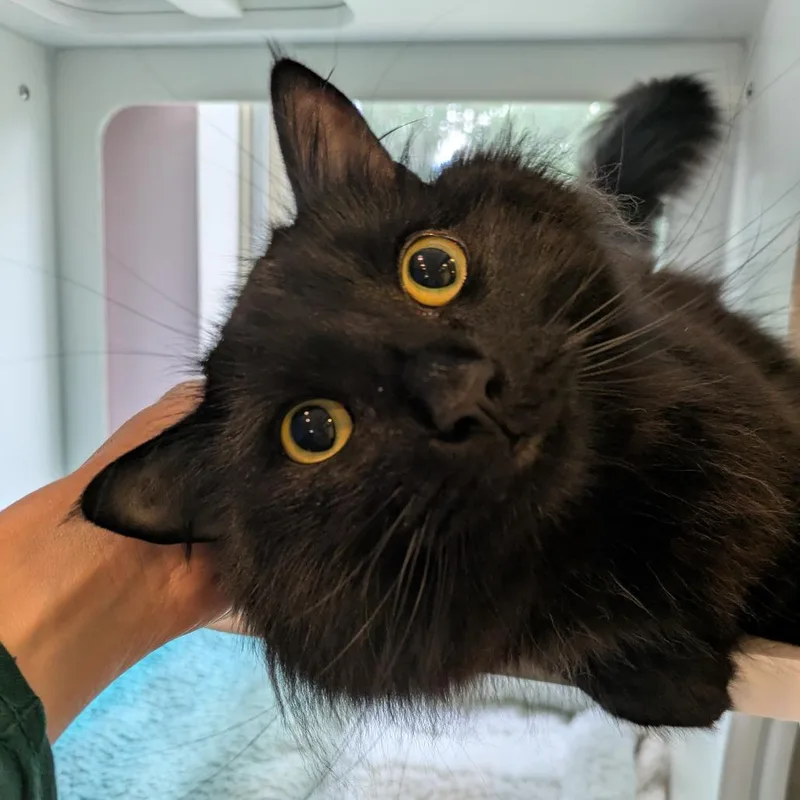 An adult large-sized male Black Domestic Long Hair cat named Courage for adoption in South Burlington, VT