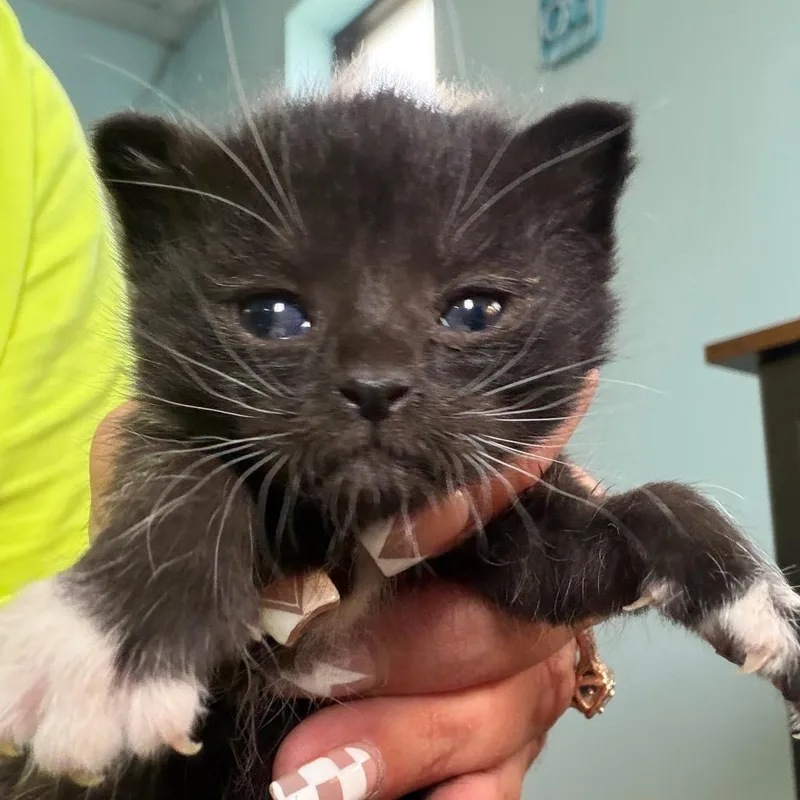 A baby small-sized female Black Domestic Short Hair cat named Fish Bait for adoption in Lake Jackson, TX