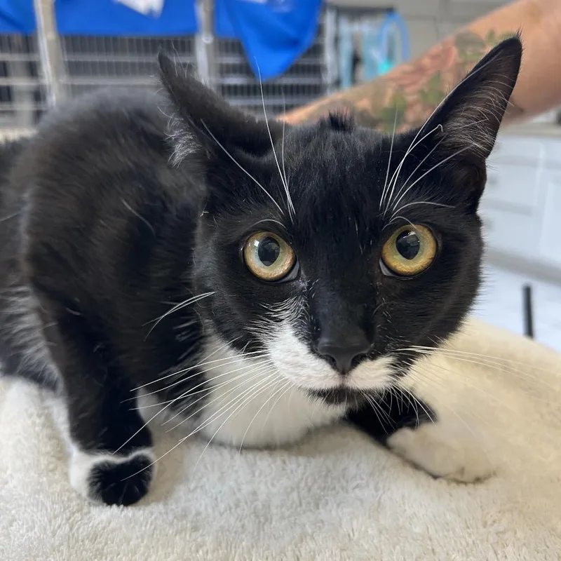 A young large-sized female Black Domestic Short Hair cat named Rosie for adoption in Ojai, CA