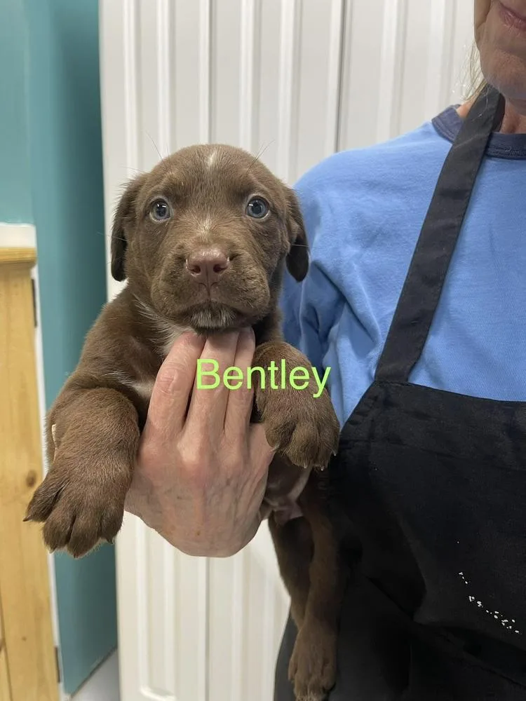A baby small-sized male Brown / Chocolate Pit Bull Terrier dog named Bentley for adoption in Chattanooga, TN