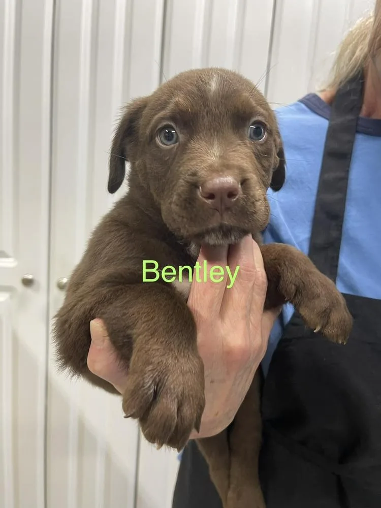 Bentley thumbnail 2