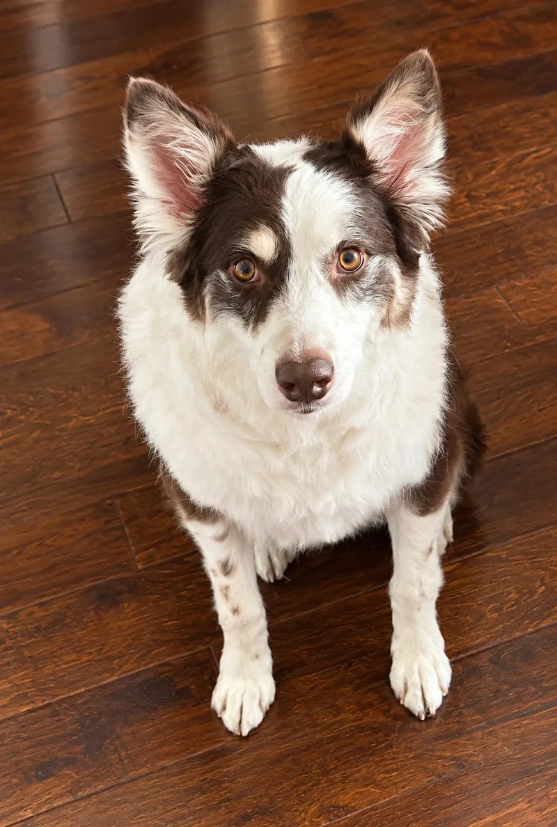 A young medium-sized male Australian Shepherd dog named Copper for adoption in Dallas, TX