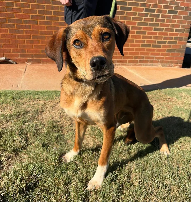 An adult medium-sized male Shepherd dog named Buddy for adoption in Stillwater, OK