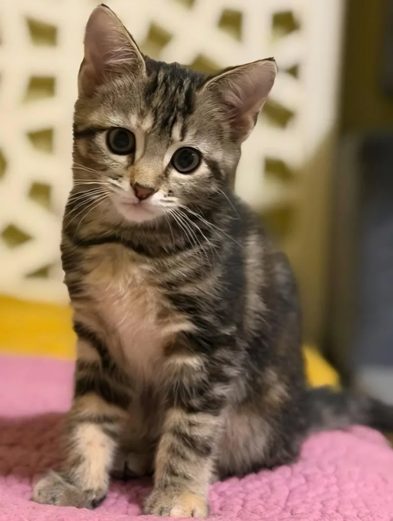 A baby medium-sized female Domestic Short Hair cat named Daisy for adoption in Spring Lake, NJ
