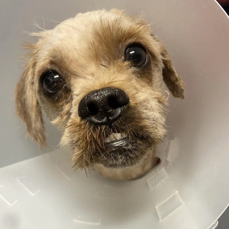 An adult small-sized male Brown / Chocolate Shih Tzu dog named Sonny for adoption in Allentown, PA